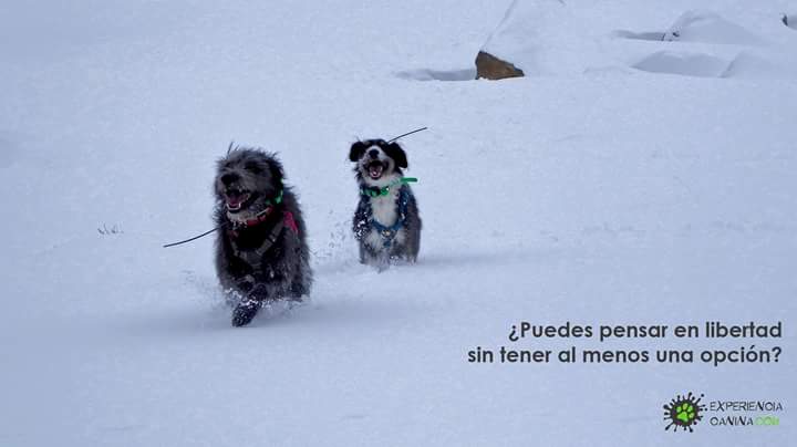 ¿Os gusta la nieve tanto como a nosotros? #experienciacanina #ruffwear <a href="/ruffwear/">Ruffwear</a> <a href="/EsportivaAksa/">Esportiva AKSA</a>