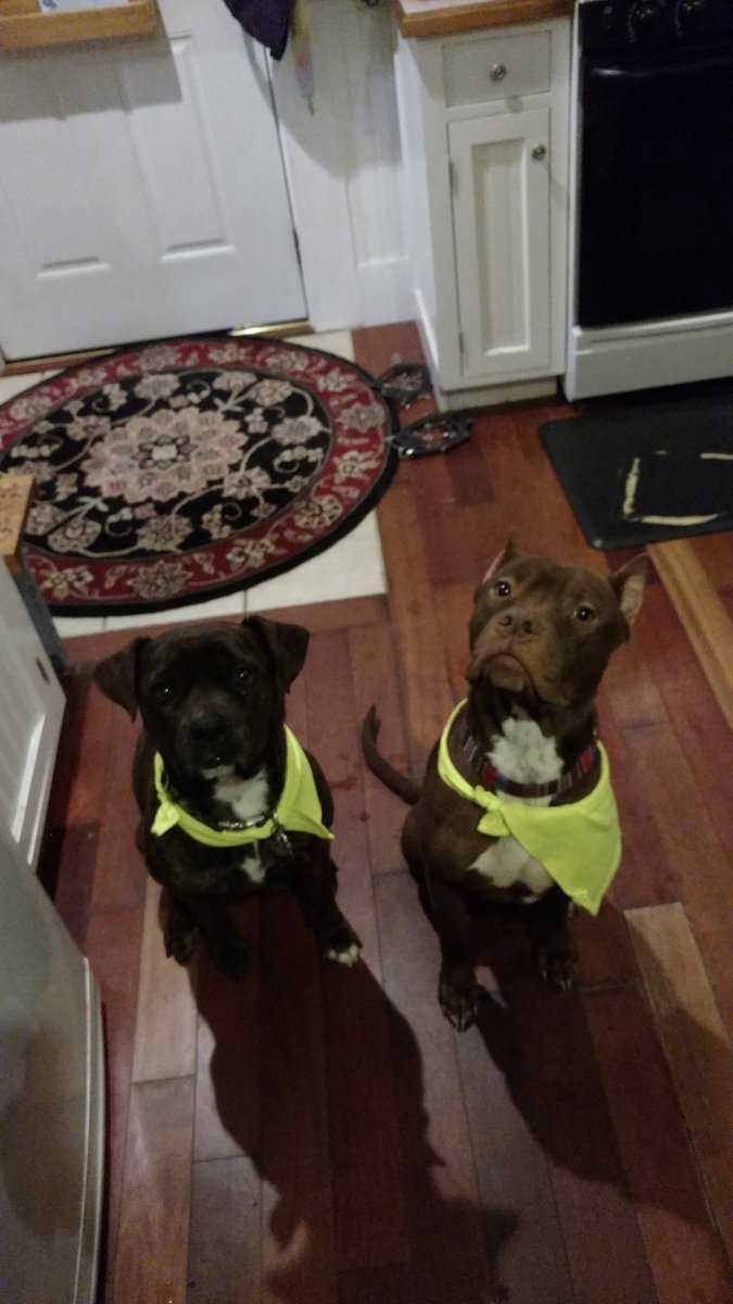 themistressmoll's tweet photo. Sit and listen like My #RescueDogs and book your #subsession and start the new year right . Themistressmolly@yahoo.com #Dominatrix #Mistress #NH #BDSM #50shades #boston #Femdomme #mistressslave #unitydungeon. https://t.co/Q5IvIQnPVA