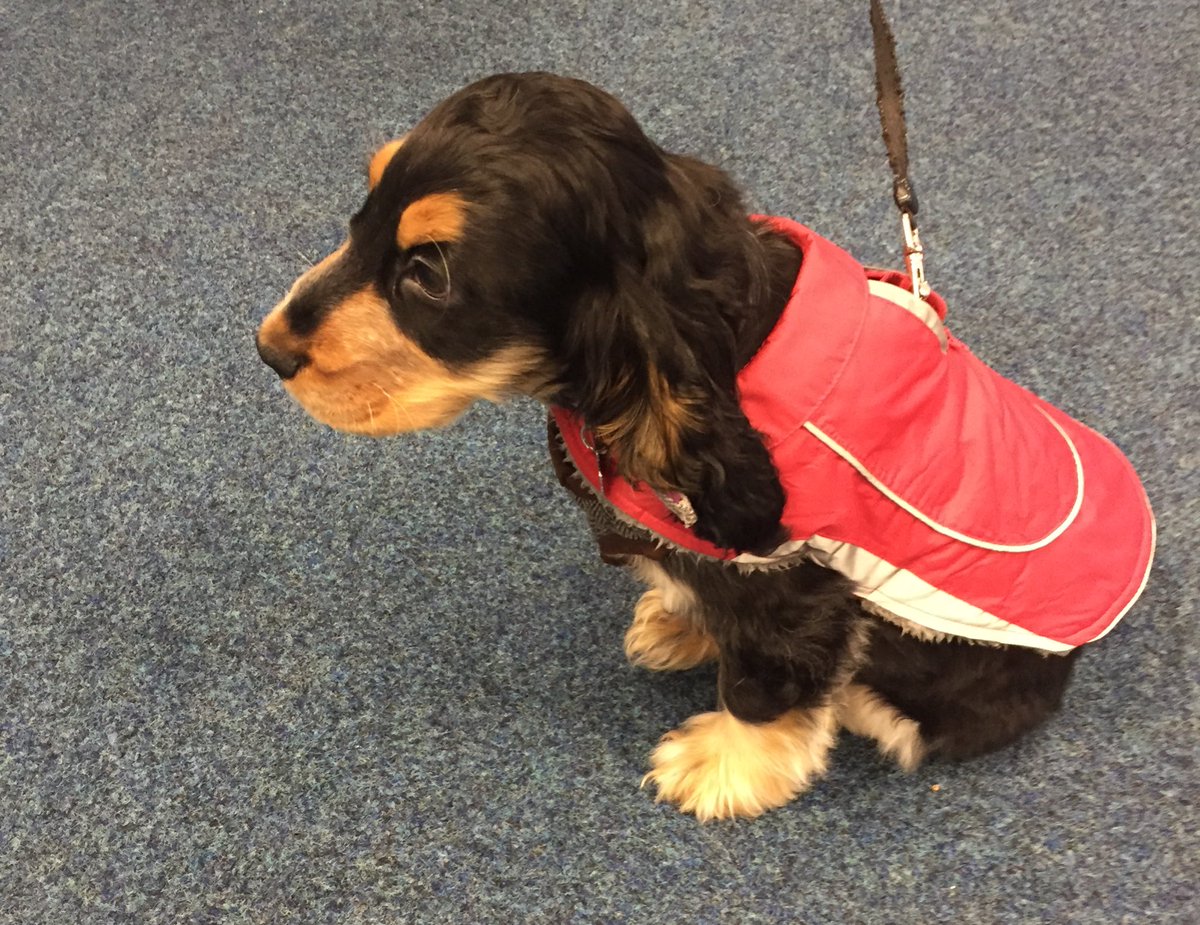 Curly__lou's tweet photo. Highlight of the year so far... a visit from this little chap, Mr Ernie! I can’t take the cuteness! 😍😍😍 https://t.co/A0He16K5tp