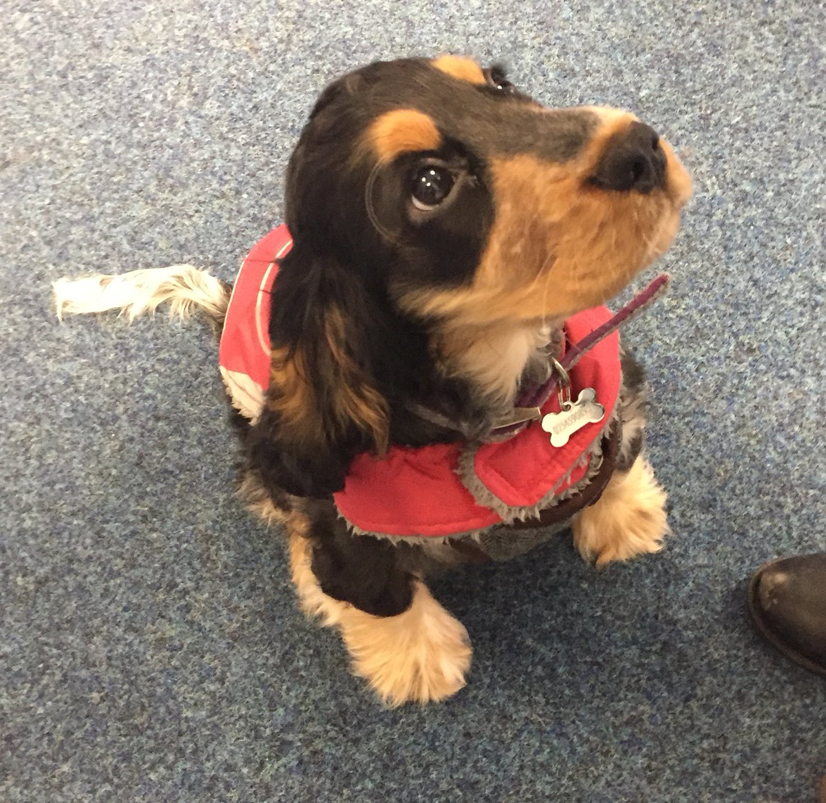 Curly__lou's tweet photo. Highlight of the year so far... a visit from this little chap, Mr Ernie! I can’t take the cuteness! 😍😍😍 https://t.co/A0He16K5tp