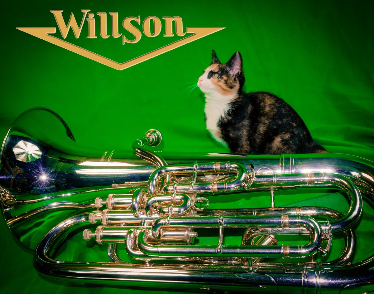 WillsonBrass's tweet photo. What is mittenz up to now? #Willson #WillsonBrass #Euphonium #Catsofinsagram https://t.co/5eZiUBmsim