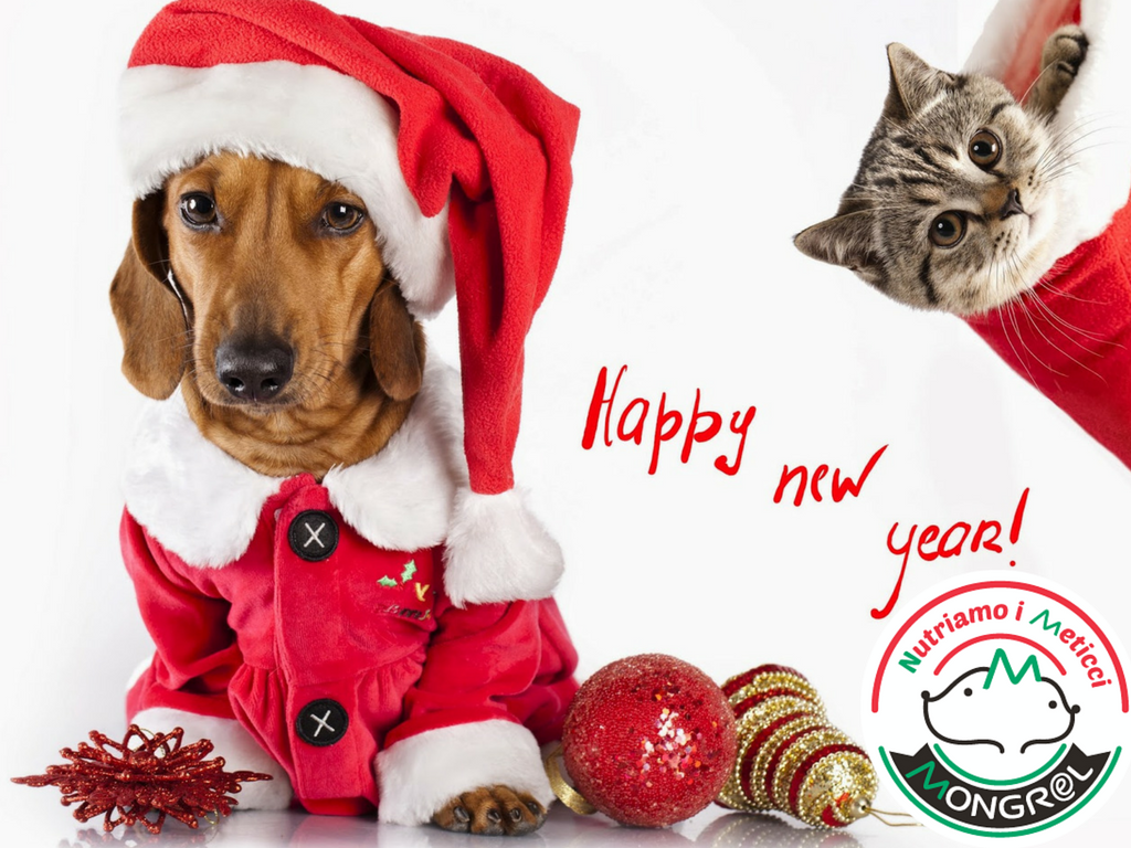 новогодние коты и собаки. новогодняя собака. новогодние животные. собака кошка года. собака в новогодней шапке.