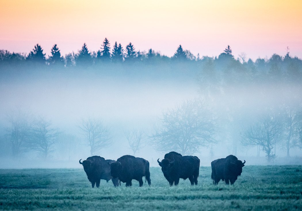 Joni Valkilan blogi: miksi on tärkeää että suuret eläimet kuten esimerkiksi visentti ja villihevoset pitäisi palauttaa myös Suomen luontoon <a href="/jonivalkila/">Joni Valkila</a> #luonto #ympäristö #rewilding #villiinnytys  rewildingfinland.com/2018/01/02/meg…
