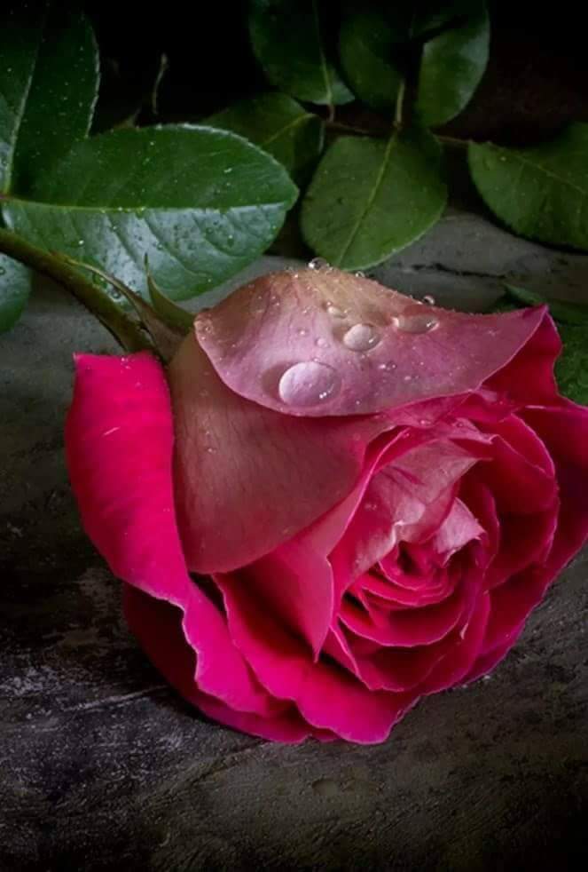 🍂My Green Zone🍃 tweet media