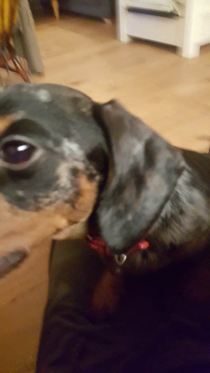 my dog really reminds me of falkor from the neverending story in this pic... #cutie #silverdapple  #sausagedog