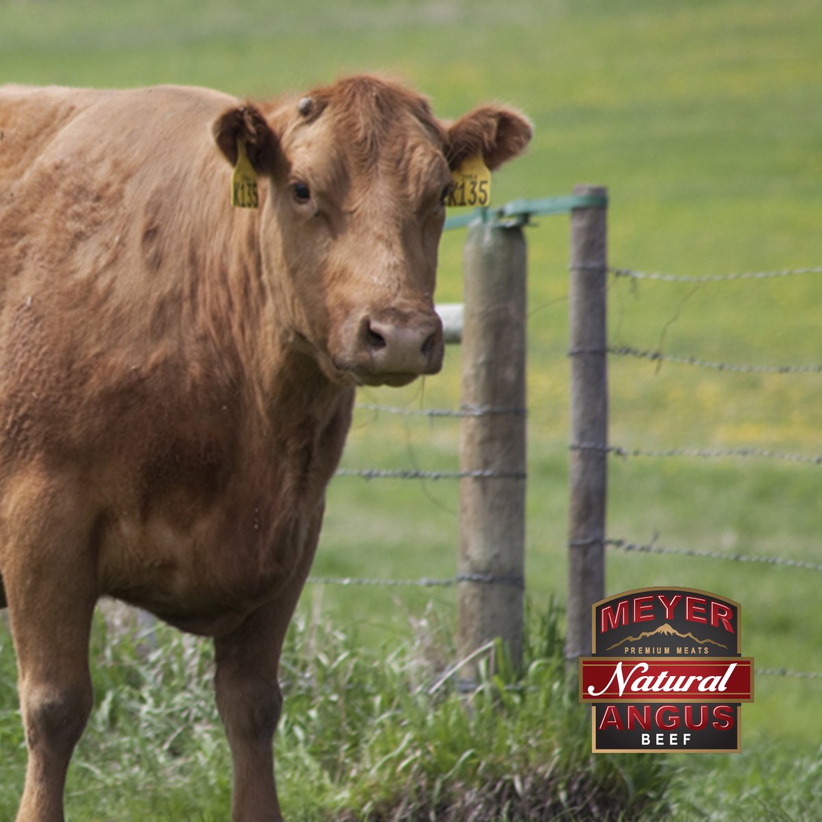 Cows have almost total 360 degree panoramic vision and are able to see colors except red. #meyernaturalfoods  #themoreyouknow #cowfacts #ranchlife #cattlecall #meyernaturalangus