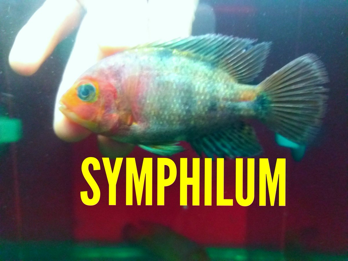 Hobby lama bersemi kembali,haha...