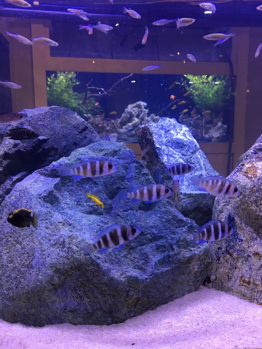 FGFlow's tweet image. Happy 2018! Do you have any aquarium resolutions this year? #tankupgrade2018
