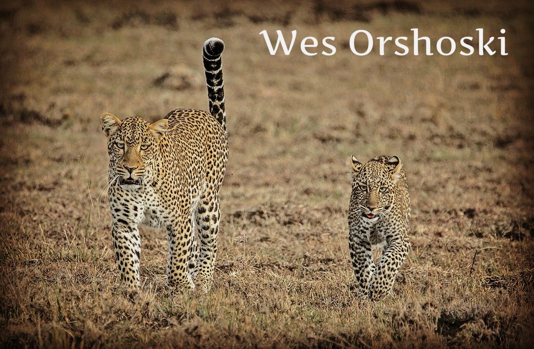 Saruni_Basecamp's tweet photo. Just when we thought it was all over......Wes Orshoski surprises us with such an amazing shot that we simply had to include it in the shortlist for the final judging of #WhyILoveSaruni photo #competition. It's all about the #leopards! The competition really is now closed! https://t.co/JiMcKxYD6X