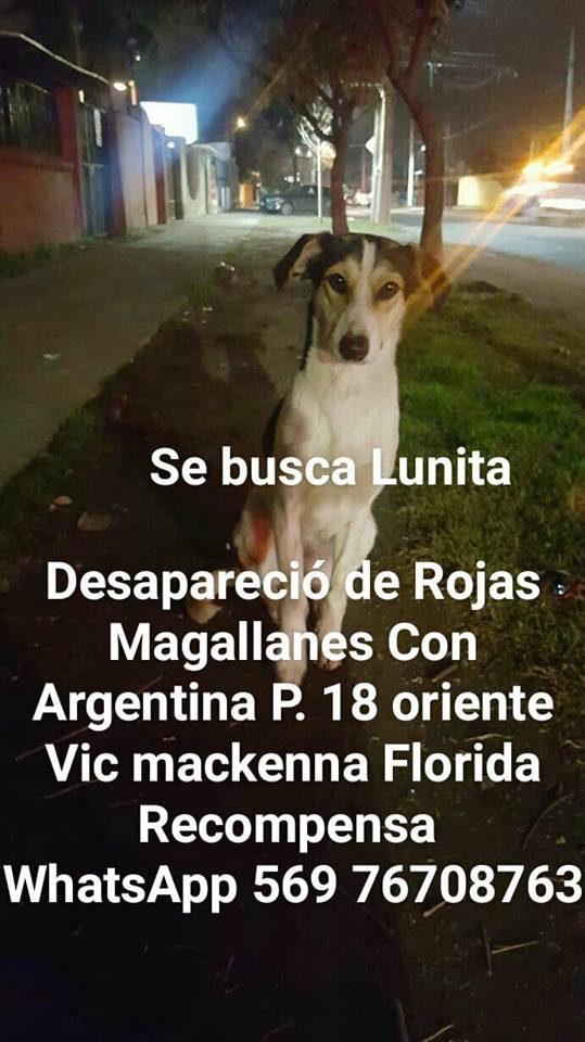 LA FLORIDA SANTIAGO, LUNA PERRITA COMUNITARIA DESAPARECE SIN RAZON 19  DIC  P18 ORIENTE VIC MACKENNA SE BUSCA LUNITA RECOMPENSA <a href="/ExtraviadoChile/">Extraviado</a> <a href="/SeExtravio/">Se Extravio</a> <a href="/guaufymiau/">Mascotas Perdidas</a> <a href="/Animalperdidocl/">Mascotas Perdidas</a> <a href="/Perdidog_Chile/">Perdidog</a> <a href="/perdiamimascota/">Perdí a mi Mascota</a> <a href="/MascotaCl/">Mascotas Perdidas</a>