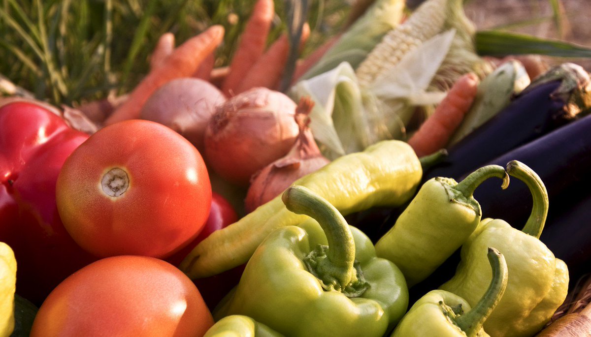 🆕🆕 Agricultura impulsa nuevas normas #UNE sobre productos agrícolas utilizables en producción #ecológica ➡️ agronegocios.es/agricultura-im…