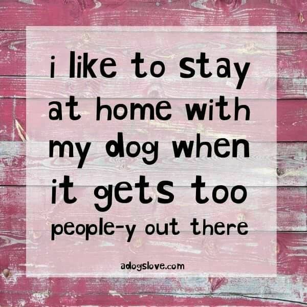 DogOwnersGlobal's tweet photo. I bet there's a few people thinking this... #backtowork 🐶❤️ #dogs #dogsoftwitter https://t.co/80YV5HfV5F