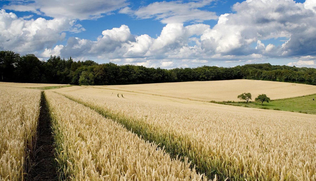 La #ciencia y la #investigación garantizarán el futuro de la #agricultura europea buff.ly/2CatR0j #fitosanitarios