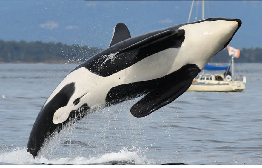 oceanCRIES's tweet photo. check out the BEST of 2017 #photo gallery by @CWROrcas
→ → https://t.co/nWt5udeWzu
WOW!!!
photo by #KenBalcomb
#photography #ocean
#Blackfish #killerwhales #orcas https://t.co/5xVlVNJoD8