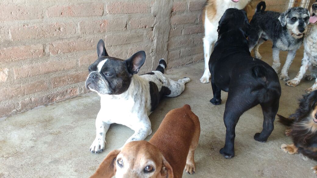 MAURYAMBROSI's tweet photo. Perrito marron- Eu mirá empezó el 2018
Chuchu- Que me importa!!!
😜 ahahahahah
Tengo #PerroActor https://t.co/qdeOWhCKbQ