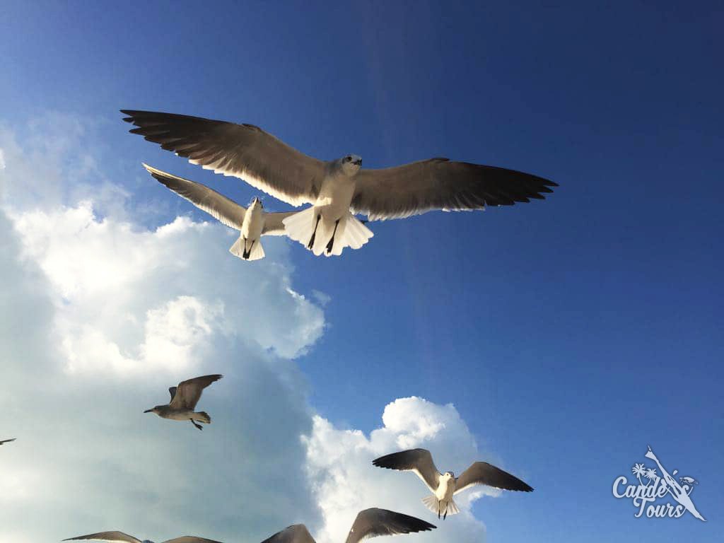 CandesTours's tweet photo. Disfruta de #IslaMujeres en éste comienzo de año!
#CandesTours #Naturaleza #Cielo #PuebloMagico #Mexico #Aves #Relax #DisfrutaLaVida #NuevasMetas #Tours #Hospedaje https://t.co/e5s7t7HEZ2
