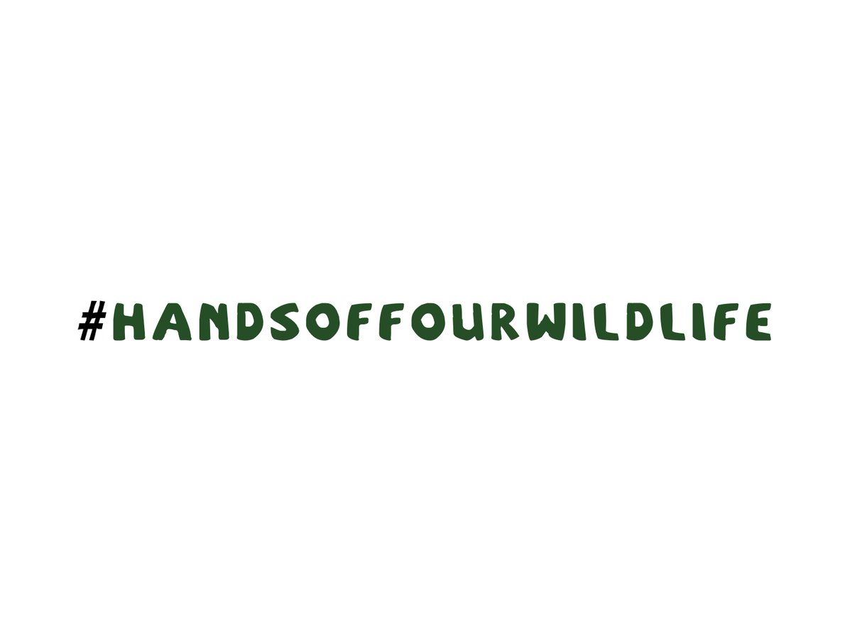 planetanews's tweet image. Making tourism more responsible and fair one for all, including wildlife in captivity. Introducing the #HandsOffOurWildlife campaign from @GreenGirlAfrica planeta.com/handsoffourwil… 
#rtweek18 #wildlifetourism