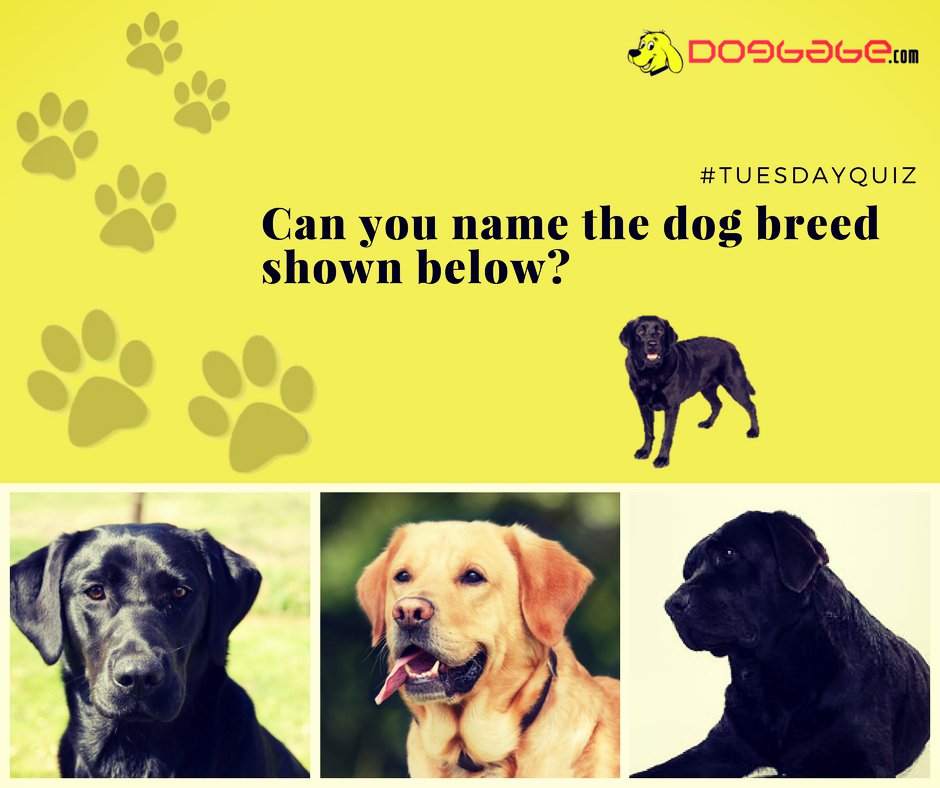 lovedogbabe's tweet photo. #Tuesdayquiz.
Rules:
1. Double tap to like the post.
2. Comment below the correct answer of the question.
3. Mention or DM your email id.

Three lucky winners would be selected. 
Disclaimer: Winners are selected through lottery basis.
#quiz #contest #contestalert #win #giveaway https://t.co/bftzDvBxNj