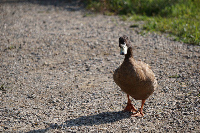 AJokeADayClean's tweet photo. A duck is standing next to a busy road, cars zooming past while he waits for a break in traffic. 

A chicken walks up to him and says, "Don't do it, man. You'll never hear the end of it."

Vote for this #joke at https://t.co/5nwP316vsP https://t.co/H9VYDYORrg