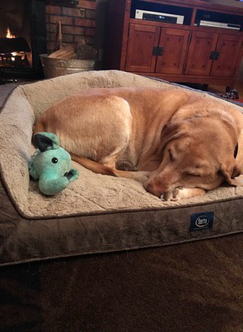 LabradorFanClub's tweet photo. So cute <3 COMMENT with a "YES" if you think this Lab is adorable

Photo sent by Mary Davis https://t.co/S9OgAxAUXO