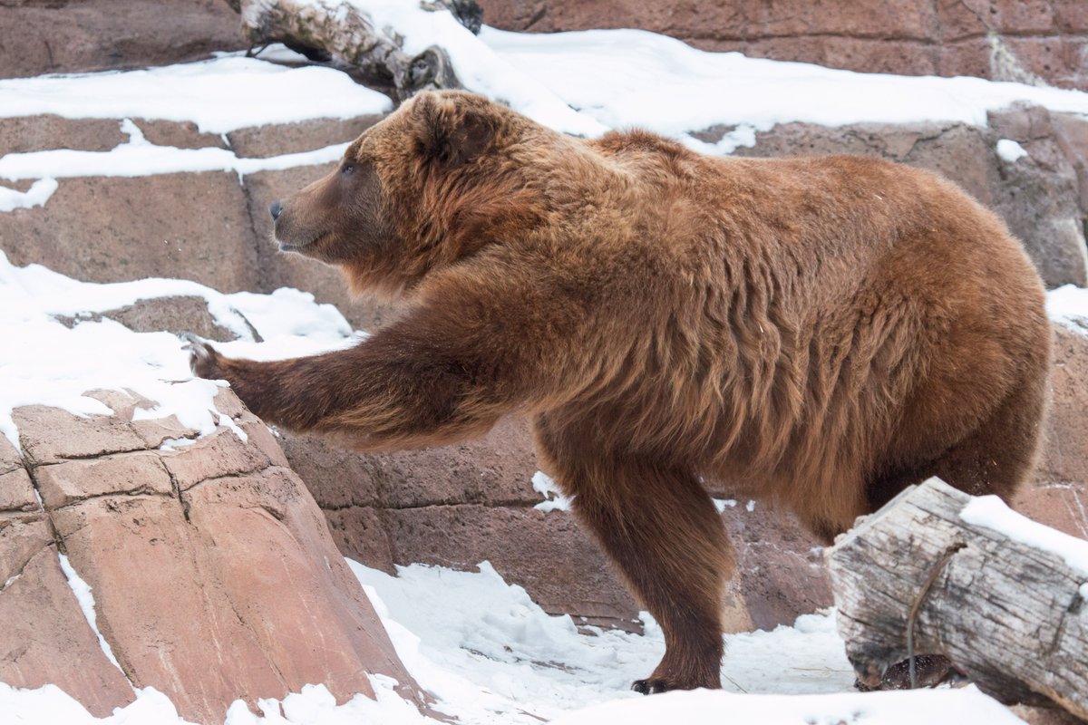 IndianapolisZoo's tweet photo. To hibernate or not? In the wild, bears bulk up while food is available in the fall then sleep the winter away. Here, we provide plenty of food &amp; enrichment year round, so our bears stay active all winter long! #TuesdayTidbit https://t.co/VwfPvZuCCO