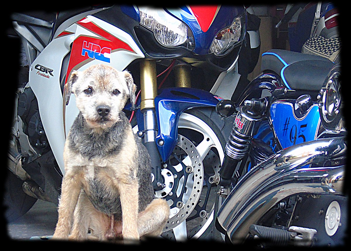 BadDogPaintwork's tweet photo. Lets see some love for the bad dogs 😉 #baddogpaintwork #baddog #rocky #honda #fireblade #borderterrier #bad #dog #doggo #harleydavidson #harley #paint #custom #paintwork #custompaintwork https://t.co/w2smQXQ9Yf