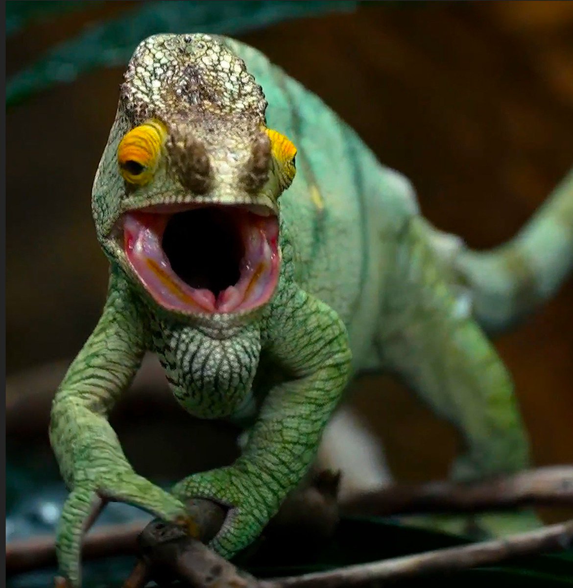 chesterzoo's tweet photo. Left: Angry chameleon.
Right:  Calmer, calmer, calmer, calmer, calmer chameleon. 
#TheZoo https://t.co/8deEIuVxaq