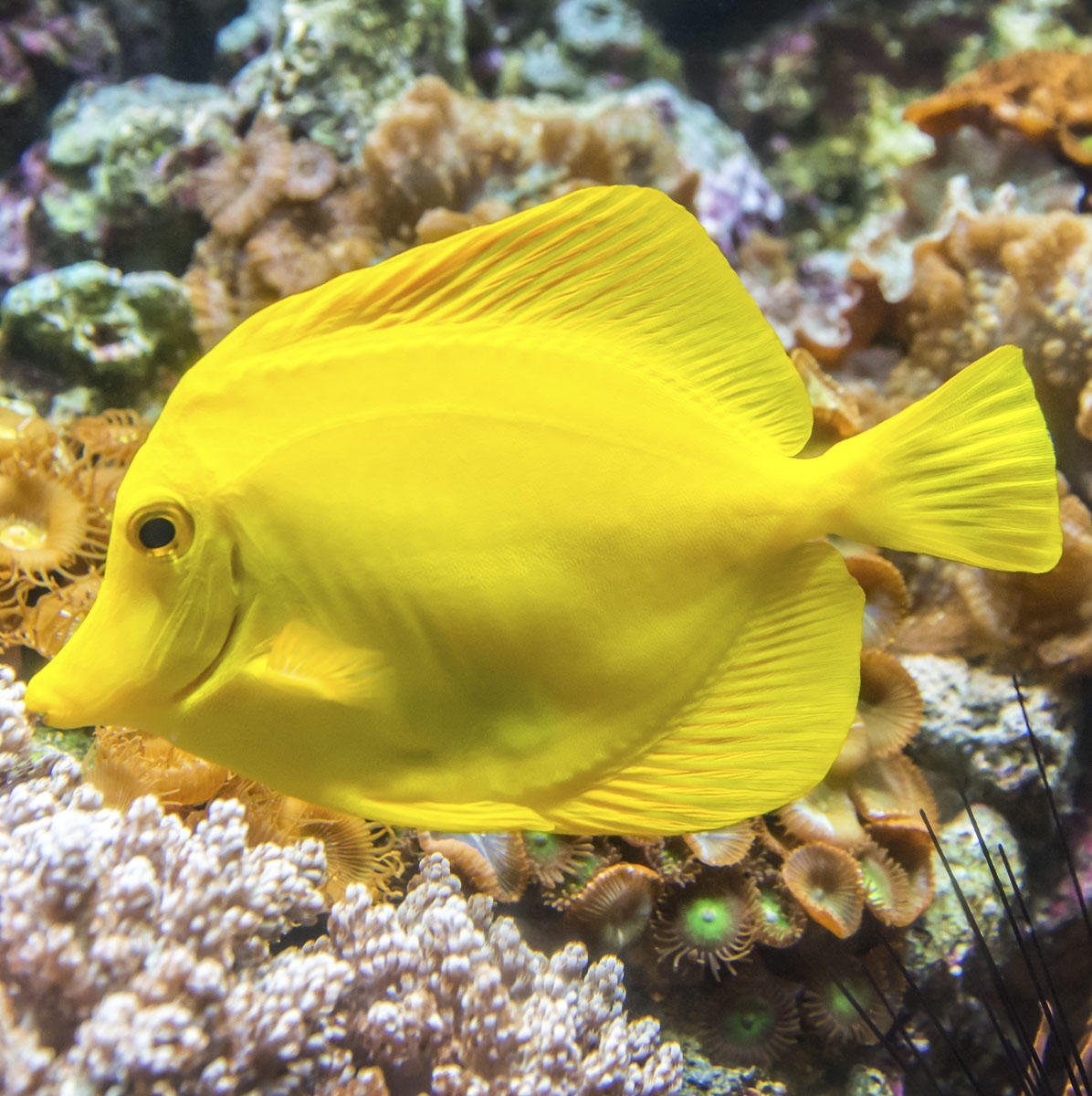 atlantishawaii's tweet image. Monochrome looks good on this guy. The #yellowtang, or lauipala, is the only solid yellow fish commonly seen on Hawaiian reefs. Yellow tang are commonly found in small groups in shallow reefs. #AtlantisHawaii #fishfacts #oceanfriends #coralreef #fish #beautiful 💛