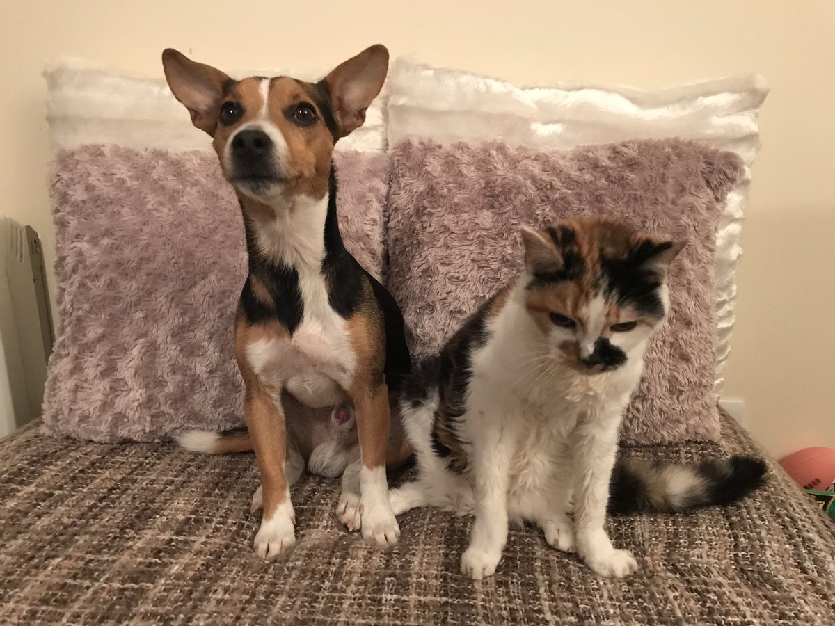 JackJackJRT's tweet photo. I've 🐶 just said bye 👋🏻 to Holly 🐱she has to go & stay 🏥 at the vets 💉 tonight to go on a drip 💦 as she is still poorly 🤒 Please send positive thoughts 💭 #lovemysister #catsister #poorlycat #getwellsoon #illcat #missmysister #vet #drip #overstay #overnightstayatvet #cat https://t.co/09ap85bQqG