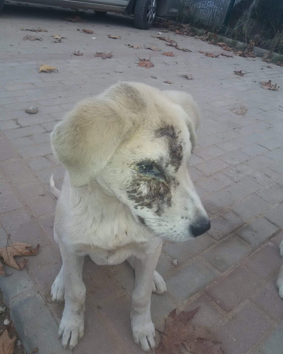 KAFASINA ODUNLA VURULAN BİR BEBEK.ŞİDDET MAĞDURU EVLAT TEDAVİYE ALINDI AMA SONRASINDA GİDECEK YERİ YOK.BU MASUMA SAHİP ÇIKACAK MELEĞİNİ ARIYORUZ
BURSA  
İLETİŞİM : 0532 673 9272 / Neslihan Mollaoğlu