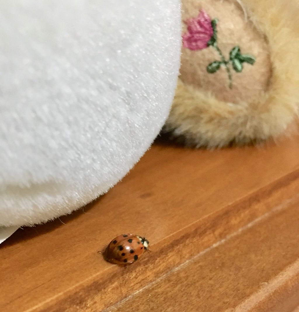 JodyBugsMeUNL's tweet photo. Last week in frigid Midwest temperatures, multicolored Asian lady beetle comes out of ceiling void to bug us for the holidays. A reminder that despite the cold, #insects will survive the winter (&amp; so will we) #MALB #overwinter #fallinvader https://t.co/yaYAxSTr2c https://t.co/nCl486HKSo