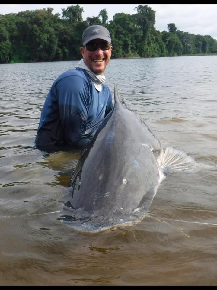 AmazonAngler's tweet image. The biggest catfish of them all...

Piraiba (Brachyplatystoma filamentosum) is the largest Catfish found in the Amazon. This brute of a cat can reach over 400lb and is also known as The Freshwater Shark. #fishing

amazon-angler.com/piraiba-catfis…