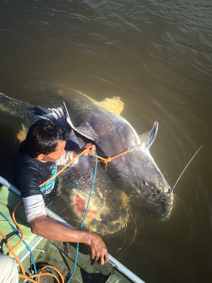 AmazonAngler's tweet image. The biggest catfish of them all...

Piraiba (Brachyplatystoma filamentosum) is the largest Catfish found in the Amazon. This brute of a cat can reach over 400lb and is also known as The Freshwater Shark. #fishing

amazon-angler.com/piraiba-catfis…