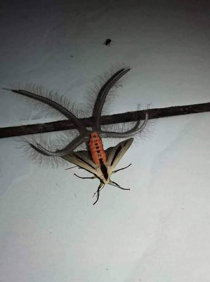 HardiuXx11's tweet photo. @OxlackCastro encontre este insecto y recorde tu video sobre los "6 insectos que no conocias" jaja https://t.co/PLDMyPBb8e