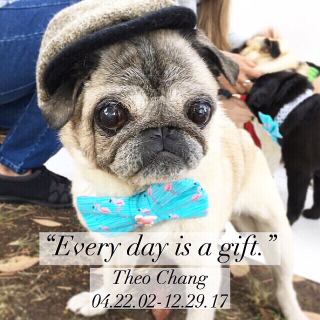 ❤️ Rest in power, Theo. ❤️ Thank you to all our sweet furriends. #soulmate #pugchat #rip #theochangthepug