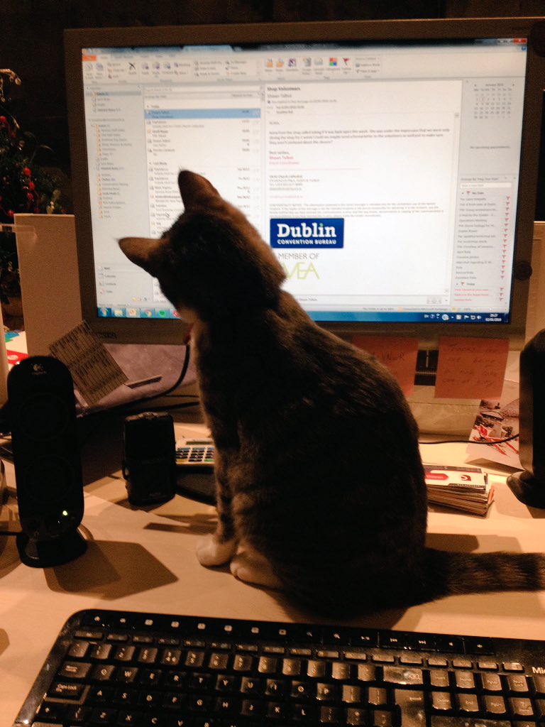 ChristChurchCat's tweet photo. It's been a puuurfect few days being looked after by my humans in the office @cccdub!But now back to the day job... #2018ready #bringiton2018 https://t.co/qOR1fmzFpX