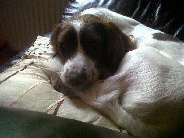 NWDogRescue tweet picture