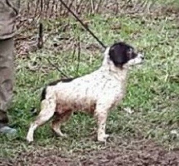 millypod1's tweet photo. 🆘#Lost POSS #STOLEN 
FROM KENNEL 2 Liver &amp; White English Springer Spaniels Female #Llanfairynghornwy #Holyhead #Anglesey #Wales #LL65 

#LL66 #LL67 #LL68 #LL69 #LL70 #LL71 
https://t.co/lRozLxLrrH https://t.co/rrROSi6Hry