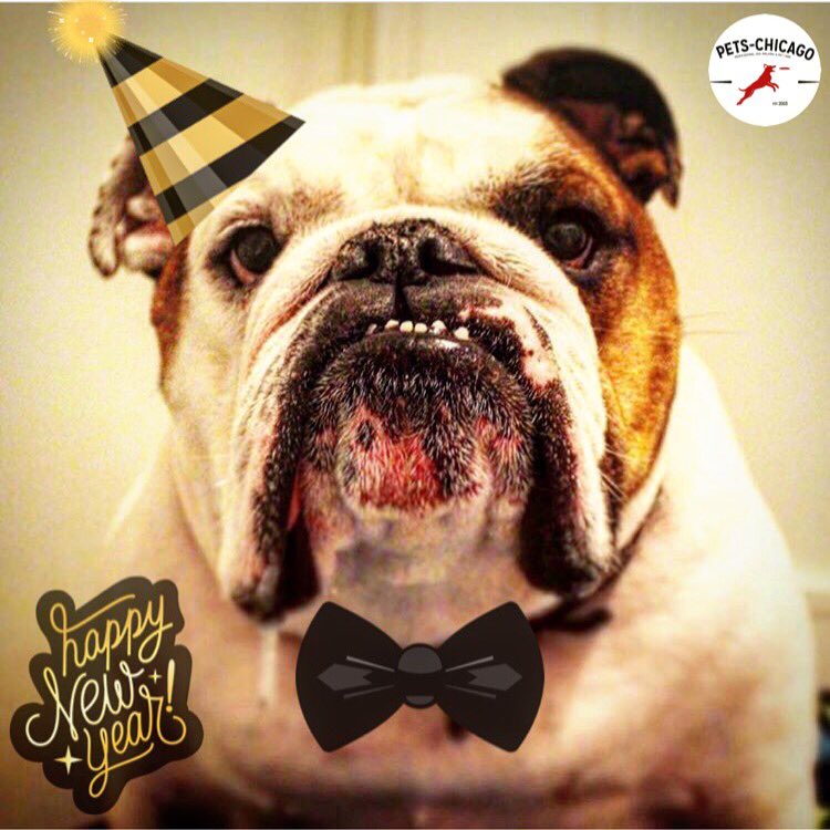 Pets_Chi's tweet image. Happy New Year! #YearOfTheDog
🎊🐶🎊 #petschicago #dogsofchicago #chicago #newyearseve #dogwalkers