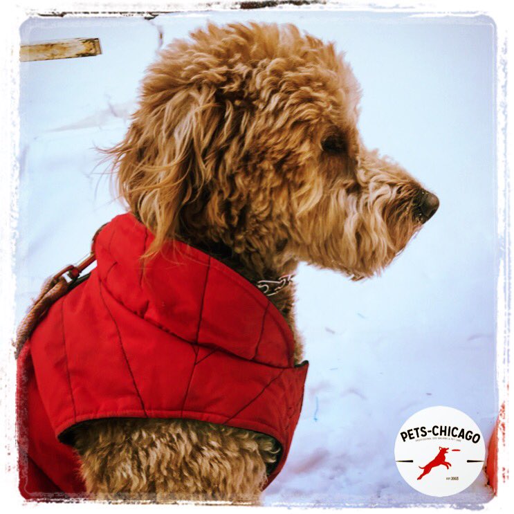 Pets_Chi's tweet image. Stay warm out there, Chicago!
🌨❄️🏙🐶🏙❄️🌨 #pippa #dogsofchicago #petschicago #chicago #winter #labradoodle #dogwalkers #Chiberia