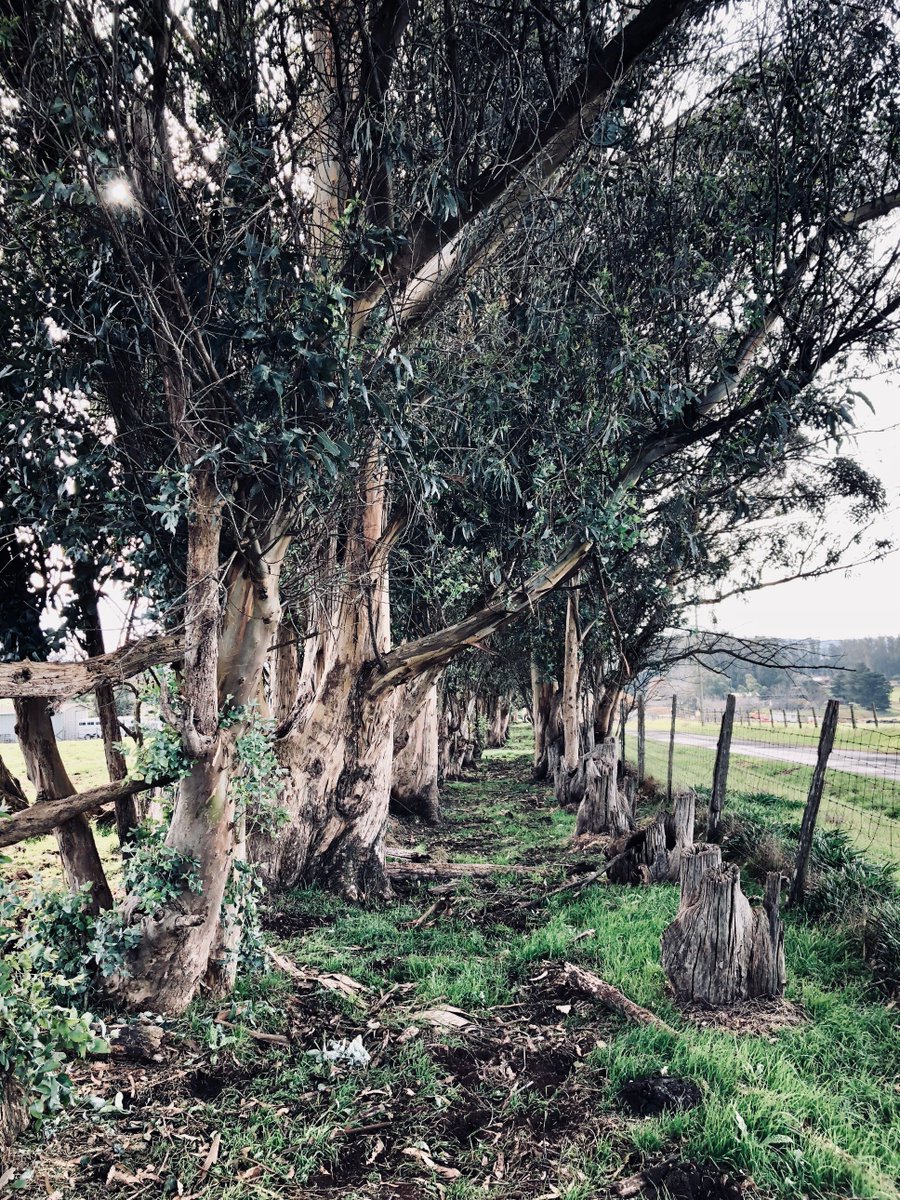 Big Rock tweet media