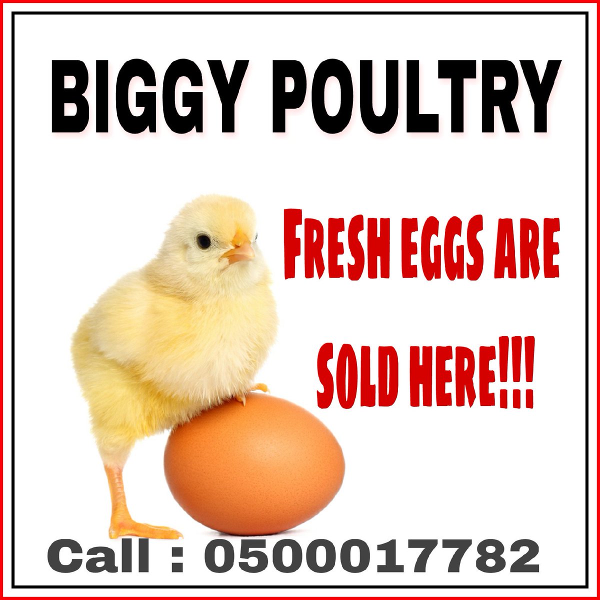 BiggyPoultry's tweet photo. Get your fresh crates of eggs from Biggy Farms today, we deliver to anywhere you are in Accra. T&amp;C apply 

Just give us a call 📞 0500017782
Wholesale and retail.

Prices range from 18gh - 25gh
Wholesale prices range from 16gh - 22gh
Per crate.

Kindly Retweet https://t.co/J5Oiq05rqe
