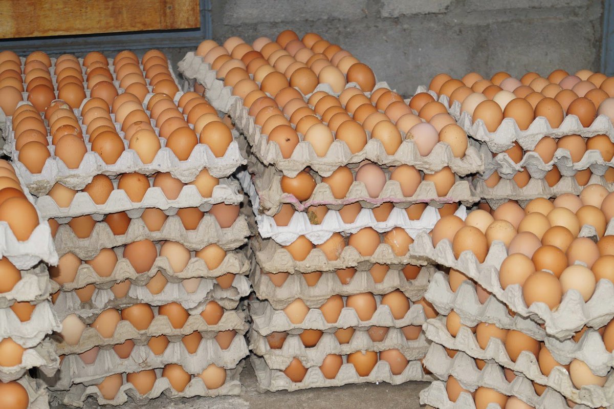 BiggyPoultry's tweet photo. Get your fresh crates of eggs from Biggy Farms today, we deliver to anywhere you are in Accra. T&amp;C apply 

Just give us a call 📞 0500017782
Wholesale and retail.

Prices range from 18gh - 25gh
Wholesale prices range from 16gh - 22gh
Per crate.

Kindly Retweet https://t.co/J5Oiq05rqe