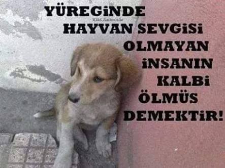 Lütfen hayvalara iyi davranın onlara şiddet uygulamayın yaralı kötü durumda olanlar için veteriner hekimlerimize ulaşın yada bir veterinerlik fakultesine götürün hayvanlar emin olun bazı insanlardan çok çok kıymetlidir