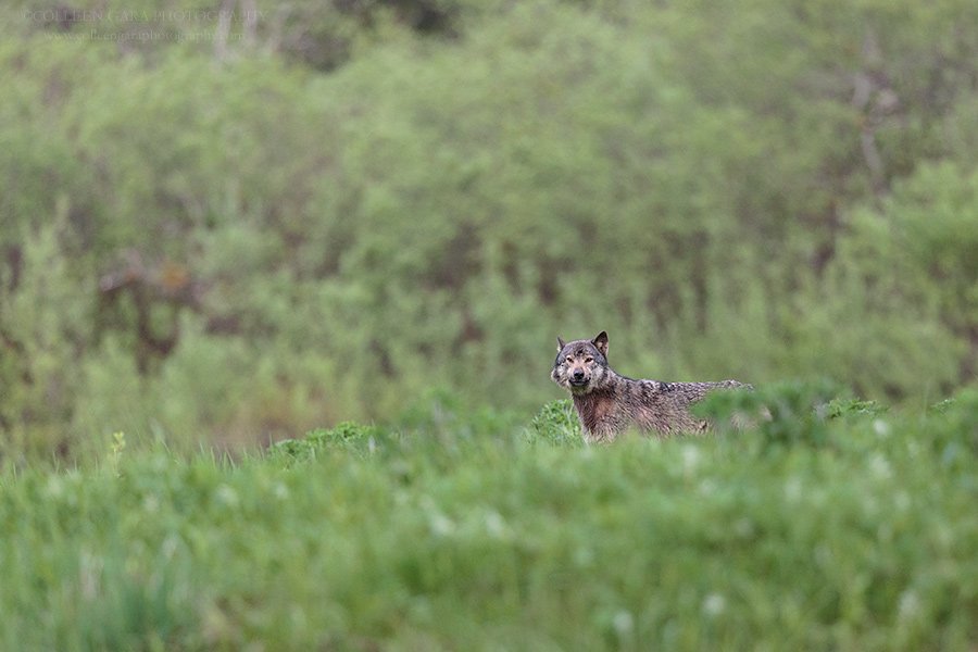 ColleenGara's tweet image. A gorgeous coastal (sea) wolf in the Khutzeymateen, located in northern British Columbia ~ @HelloBC  #wolves #seawolves #wolf #khutzeymateen #BritishColumbia