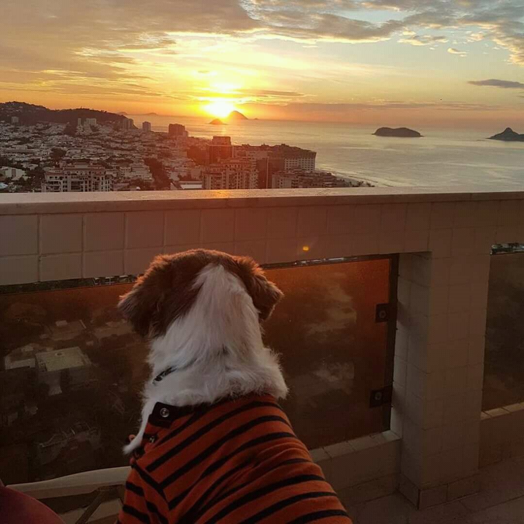 Mottainailife's tweet photo. Inspiration unlimited in Rio .
#poetdog #nofilter #esseemeurio #visitrio #goldensunrays #lost #sunriseinrio #viewfromhome #shitzuinrio https://t.co/FLLgwkjH9q