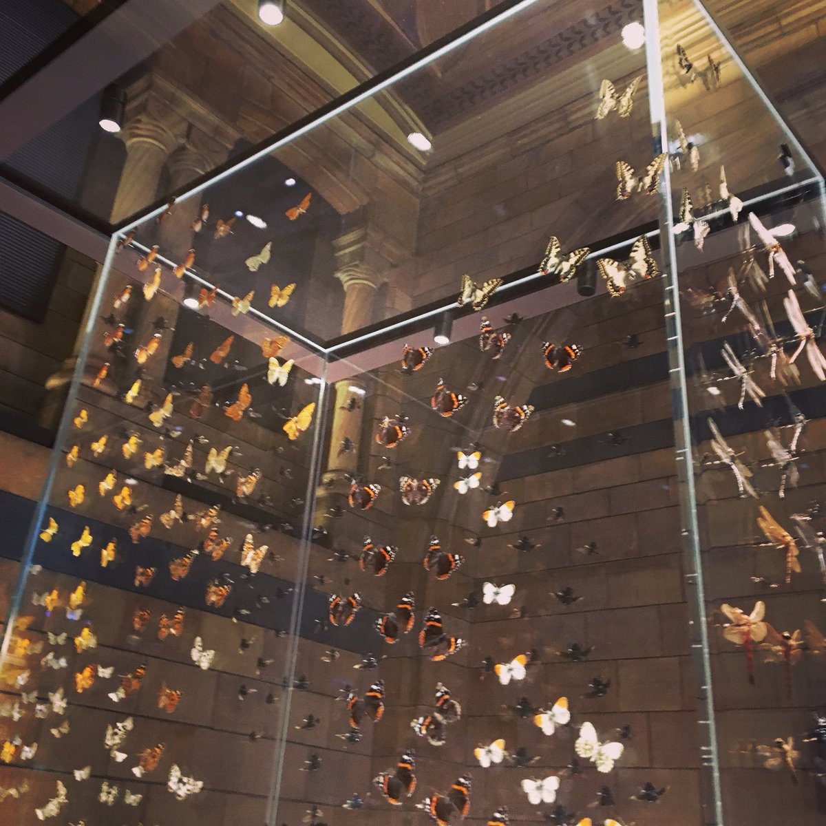 RachelLWorters's tweet photo. The beauty of the Natural History Museum @muddyworters https://t.co/AxDoZ24f5t