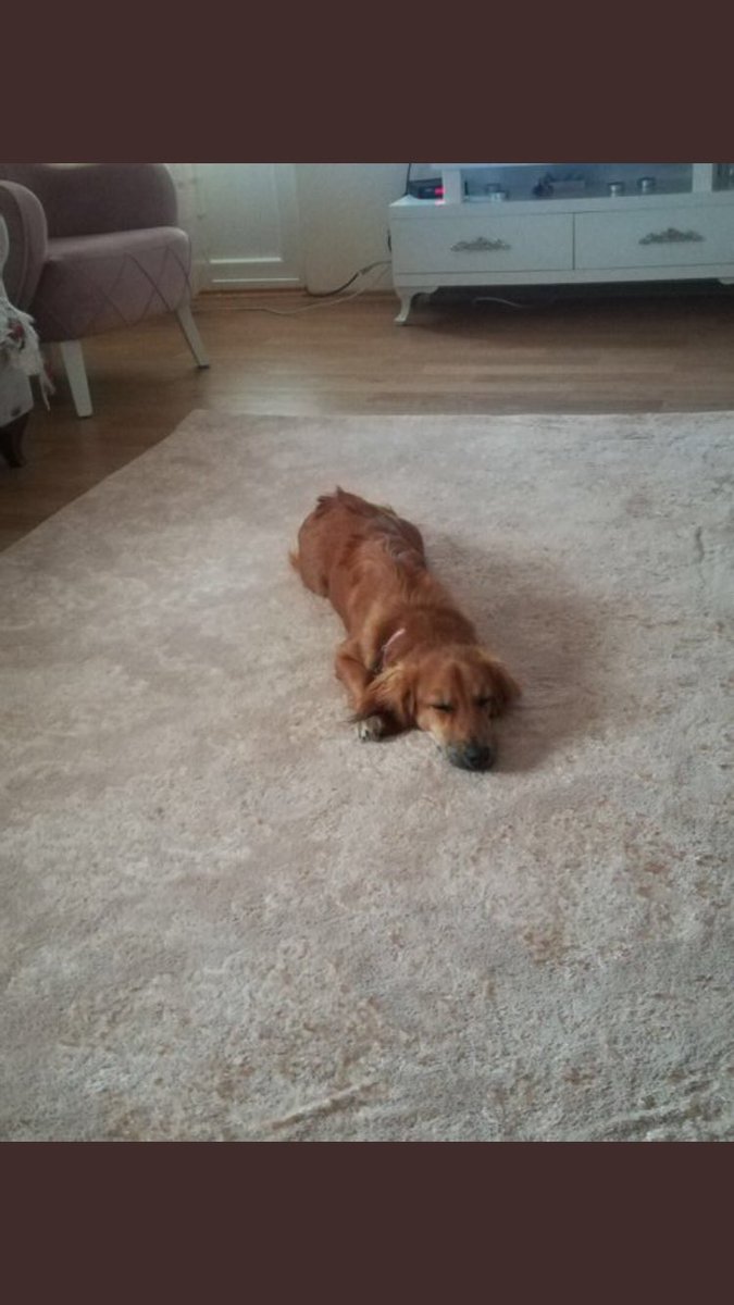 🐶Bu güzellik Çesme’de kayboldu. Boynunda kırmızı bir tasması varmış. ‼️Adı AFET, çok hareketli bir köpek. Ricamız bu postu paylaşmanız. Bulalım bu güzelliği 📲İLETİŞİM: 0553 217 92 32 #köpeğimkayıp #köpek #çesme #cesme