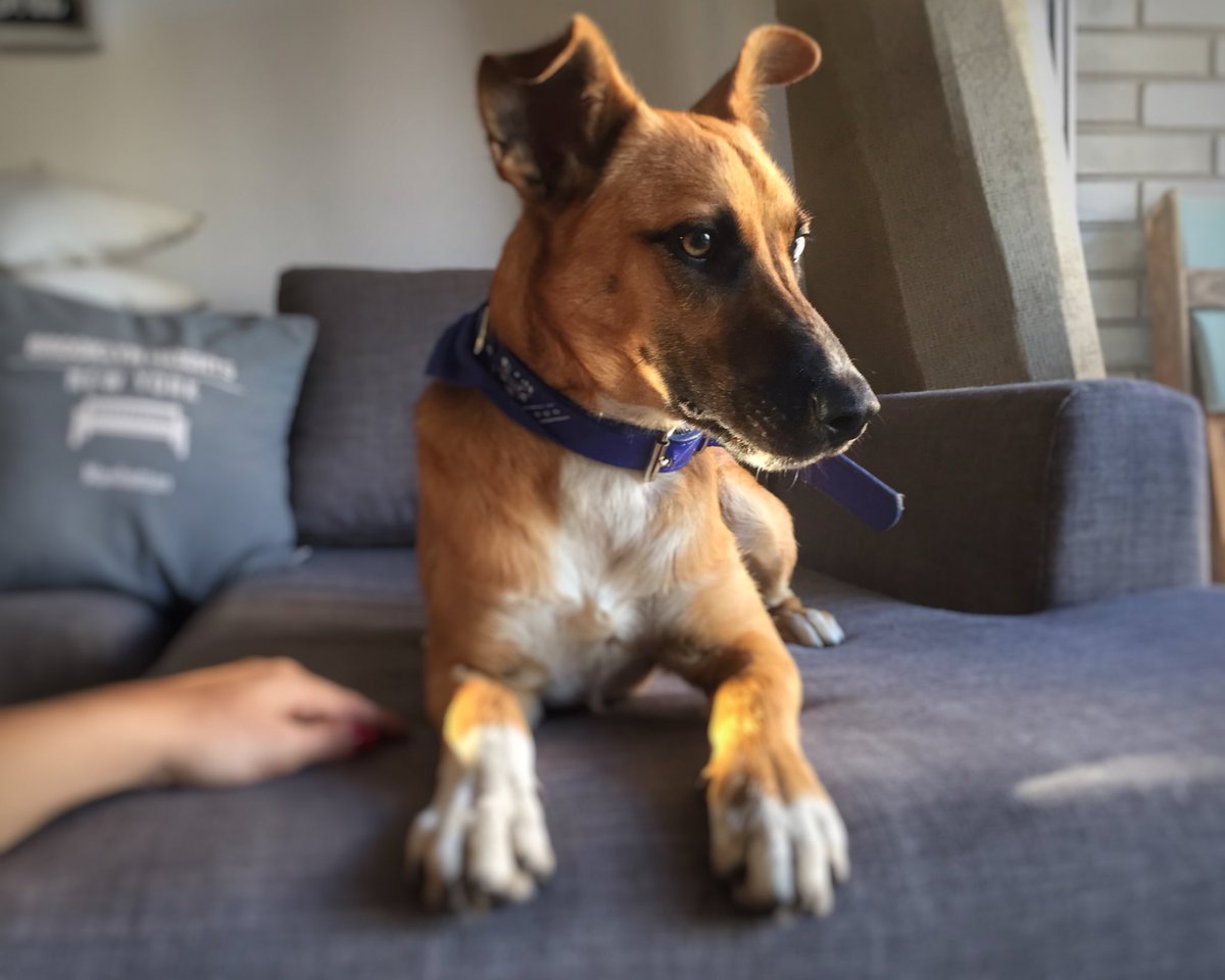malu_pero's tweet photo. Me ayudan a encontrarle un hogar a Bowie? 👨‍🎤Tiene 6 meses, macho, mediano tirando a peque, vacunado y desparasitado. Un cachorro pegote adaptándose a la ciudad. ♥️@nikitaneumann @candetinelli @elcampito 📩 malupero@hotmail.com https://t.co/z1kafkKYeD