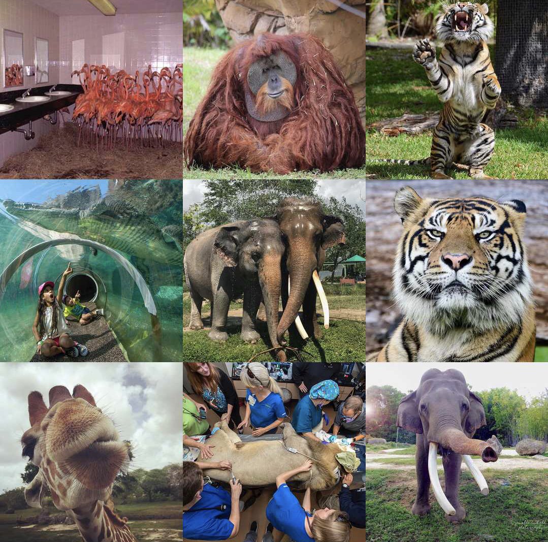 zoomiami's tweet photo. So many memories in 1 wild year! Here are our #2017Best9 from Instagram. Are you following us there? #zoomiami https://t.co/NHv7bNdeLq
